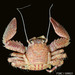 Banded Porcelain Crab - Photo (c) FWC Fish and Wildlife Research Institute, some rights reserved (CC BY)