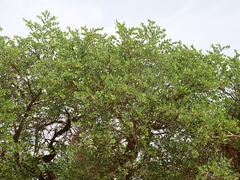 Piliostigma reticulatum