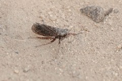 Bathysmatophorini