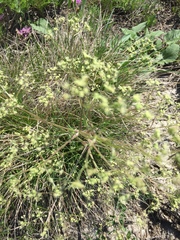 Trinia multicaulis