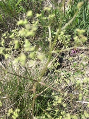 Trinia multicaulis