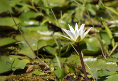 Nymphaea pulchella