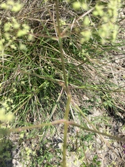 Trinia multicaulis