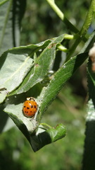 Harmonia axyridis