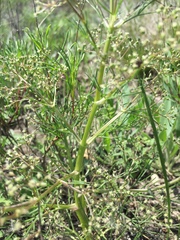 Trinia multicaulis