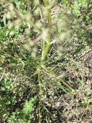 Trinia multicaulis