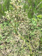 Trinia multicaulis