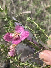 Oenothera canescens