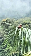 Psarocolius montezuma