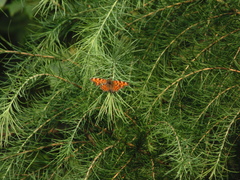Polygonia c-album