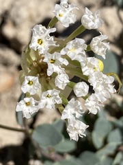 Abronia glabrifolia