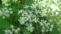 Anthriscus sylvestris