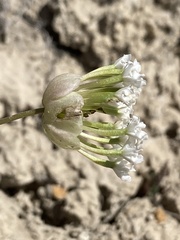 Abronia glabrifolia