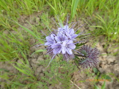 Phacelia tanacetifolia