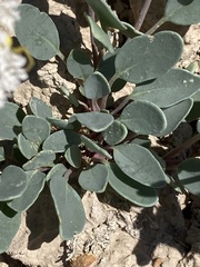 Abronia glabrifolia