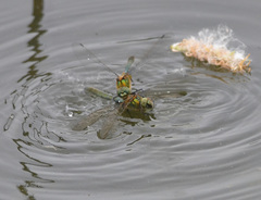 Cordulia aenea aenea