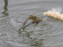 Cordulia aenea aenea