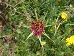 Tragopogon crocifolius