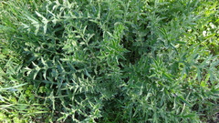 Carduus acanthoides