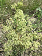 Trinia multicaulis