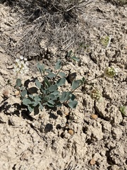 Abronia glabrifolia