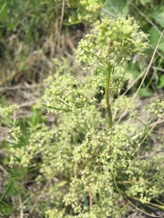 Trinia multicaulis