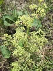 Trinia multicaulis