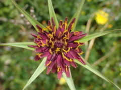 Tragopogon crocifolius