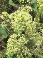 Trinia multicaulis