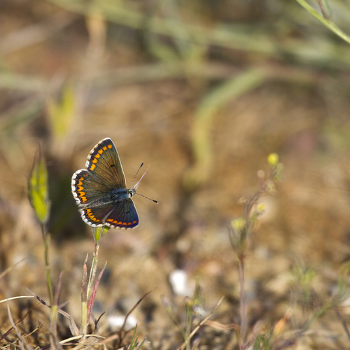 Southern Brown Argus