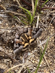 Drasteria occulta
