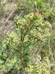 Trinia multicaulis