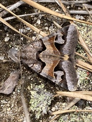 Drasteria occulta