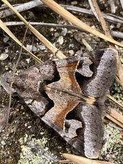 Drasteria occulta