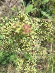 Trinia multicaulis