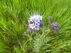 Phacelia tanacetifolia