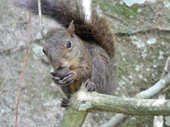 Sciurus aestuans ingrami