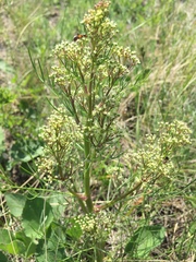 Trinia multicaulis
