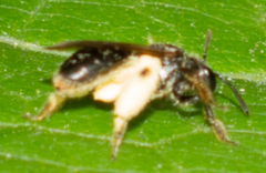Gonandrena