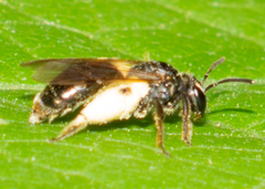 Gonandrena