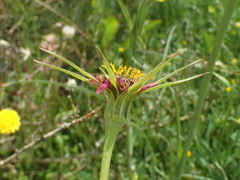 Tragopogon crocifolius
