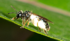 Gonandrena