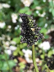 Sanguisorba officinalis