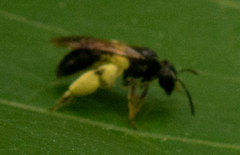 Gonandrena