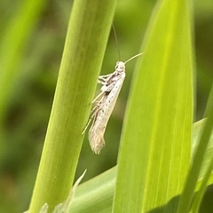 Aspilapteryx tringipennella