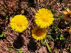 Tussilago farfara