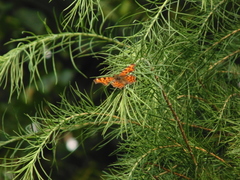 Polygonia c-album