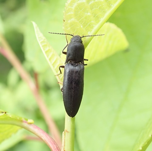 Zwarte speerkniptor, photo 6 of 7