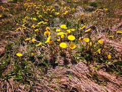 Tussilago farfara