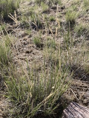Agropyron cristatum
